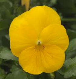 Viola spp. Yellow