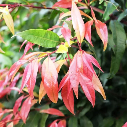 Waterhousea floribunda 'Warners Select'