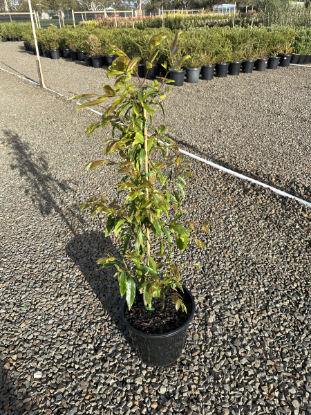Waterhousia floribunda 'Warners Select'