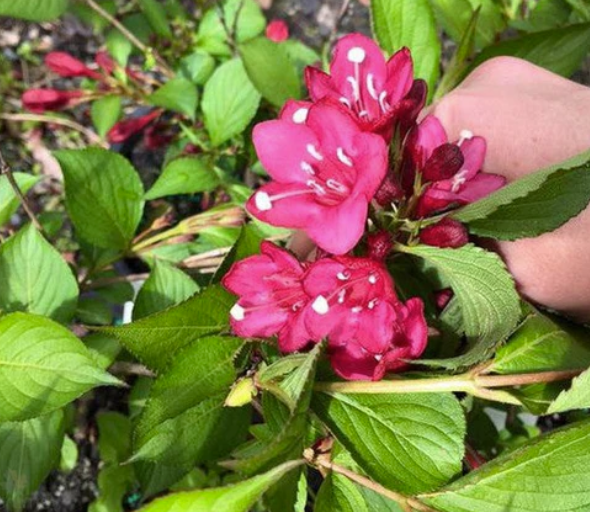 Weigela florida Eva Rathke