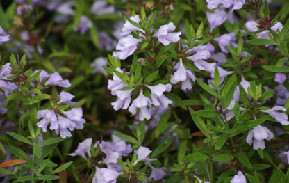 Westringia Glabra