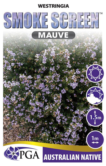 Westringia SMOKE SCREEN™ ‘Mauve’