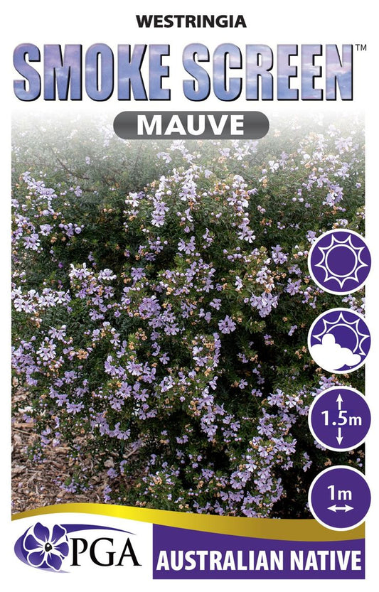 Westringia SMOKE SCREEN™ ‘Mauve’