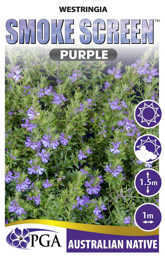 Westringia ‘SMOKE SCREEN™ Purple’