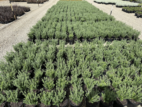 Westringia fruticosa Funky Chunky