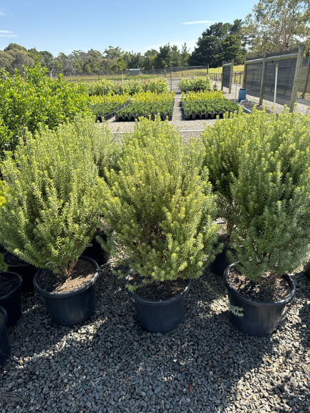the plant broker