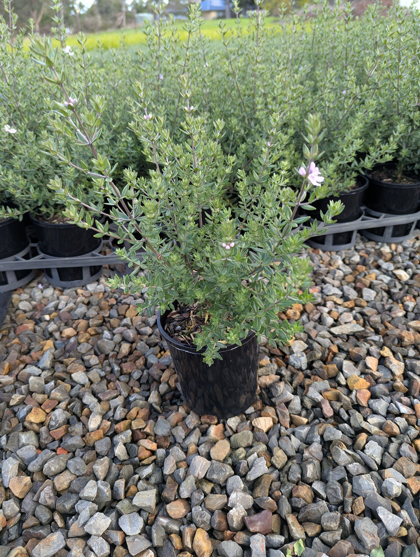 Westringia hyb. (WES01)  NARINGA™