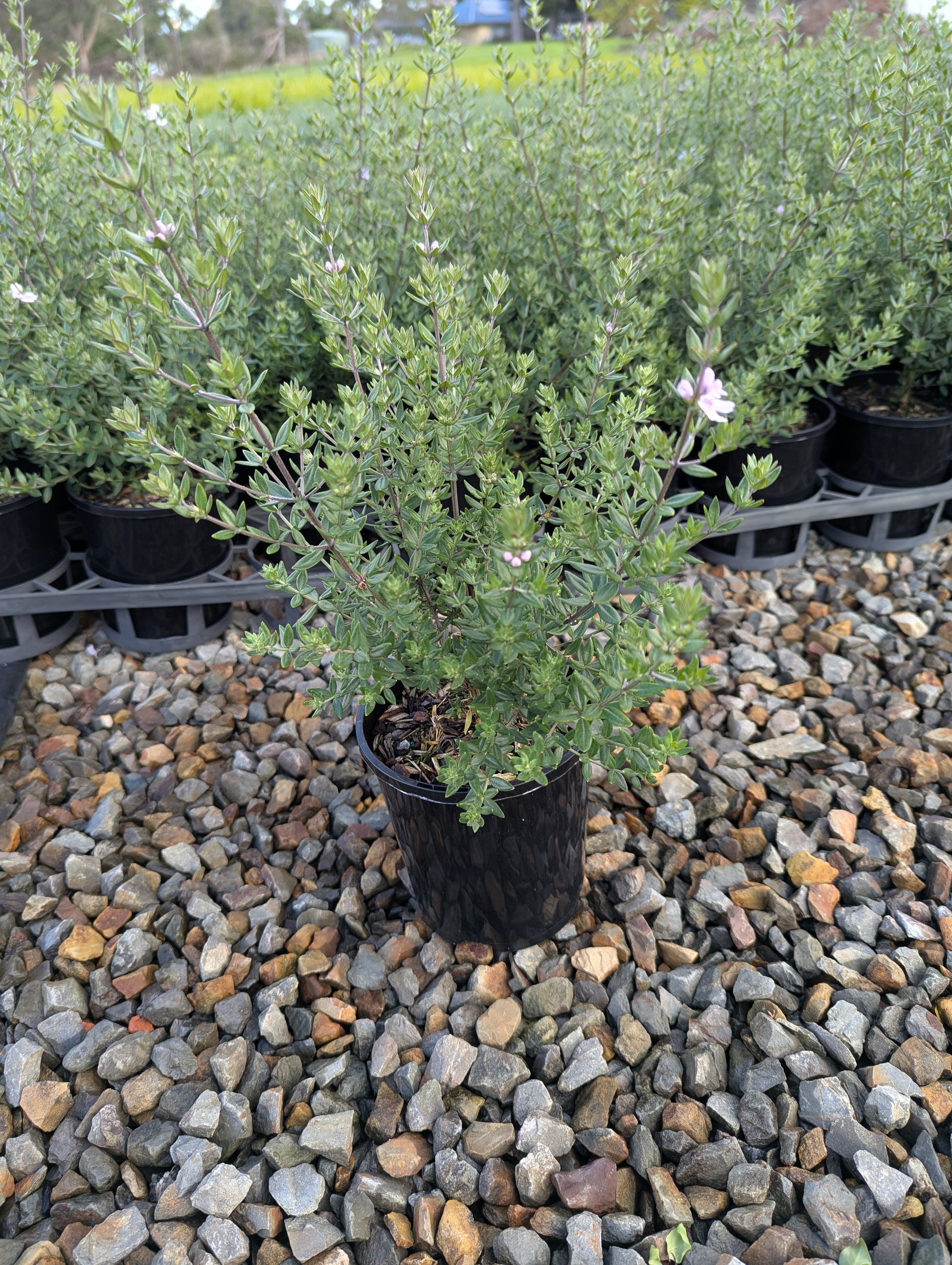 the plant broker