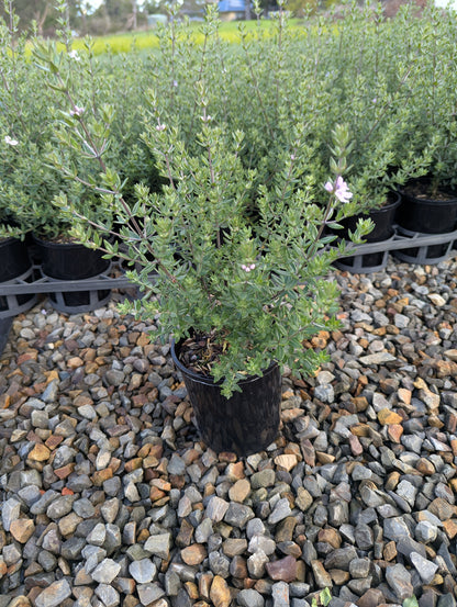 Westringia hyb. (WES01)  NARINGA™