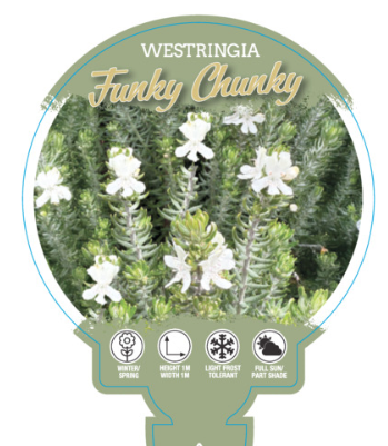Westringia fruticosa Funky Chunky