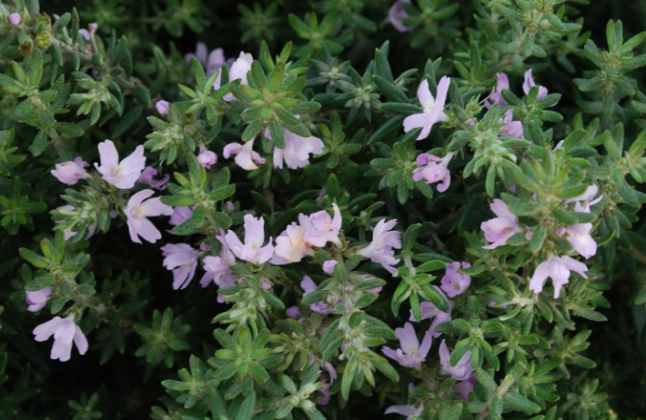Westringia fruticosa 'Jervis Gem'