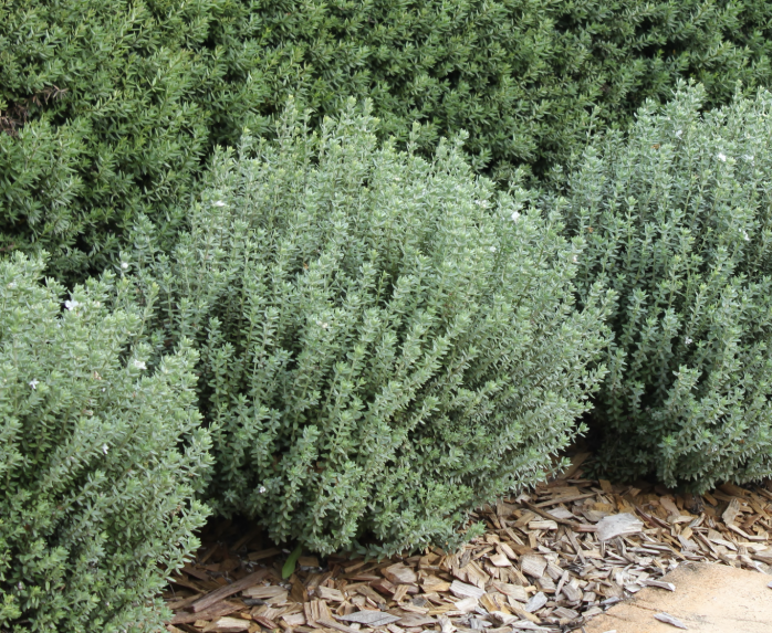 Westringia fruticosa (WES04)  GREY BOX™