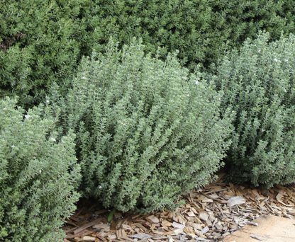 Westringia fruticosa (WES04)  GREY BOX™