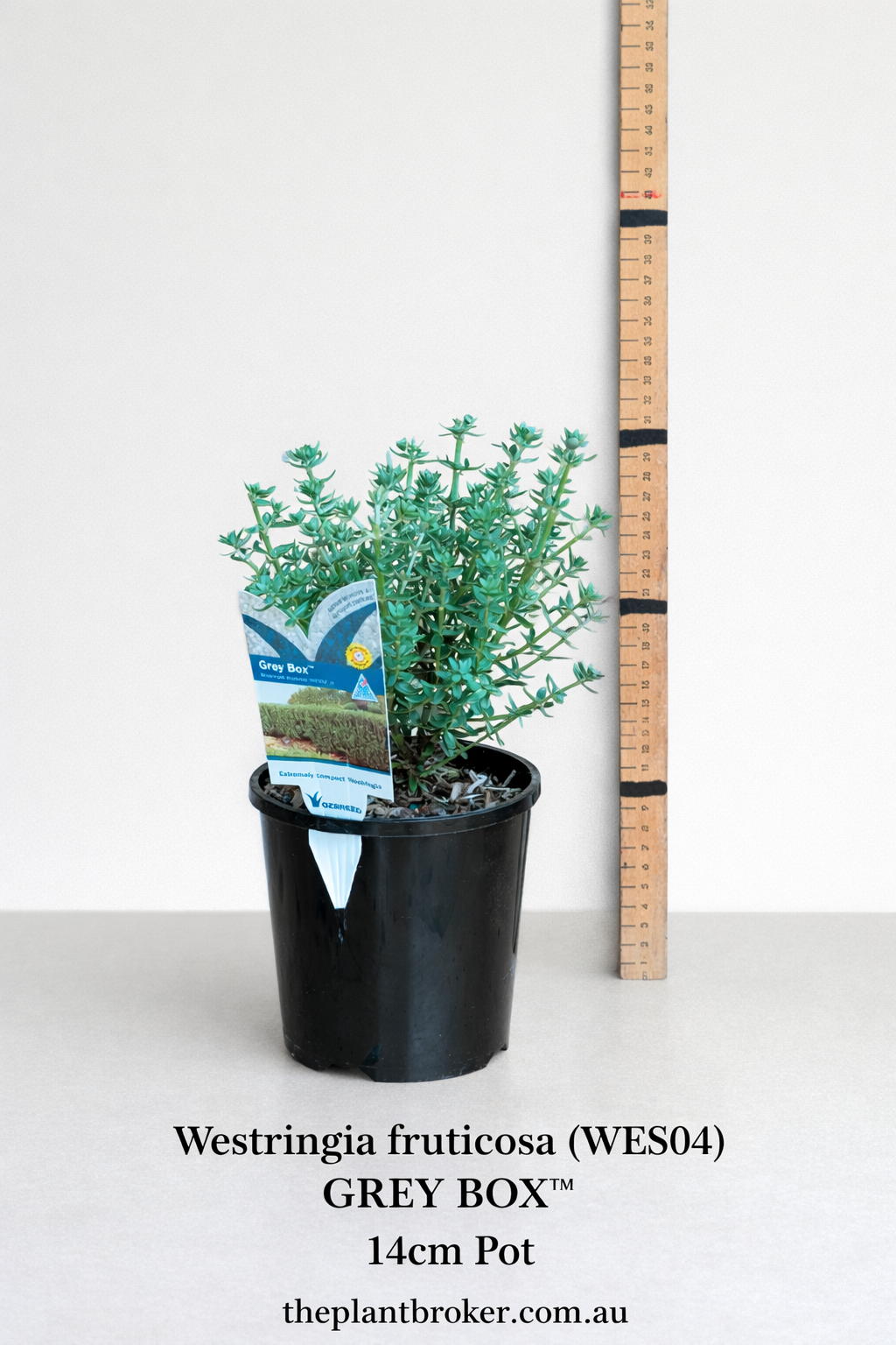 the plant broker
