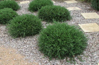 Westringia fruticosa (WES05)  MUNDI™
