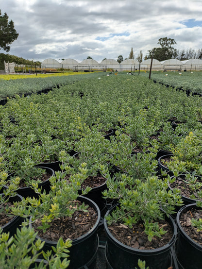 Westringia hyb. (WES01)  NARINGA™
