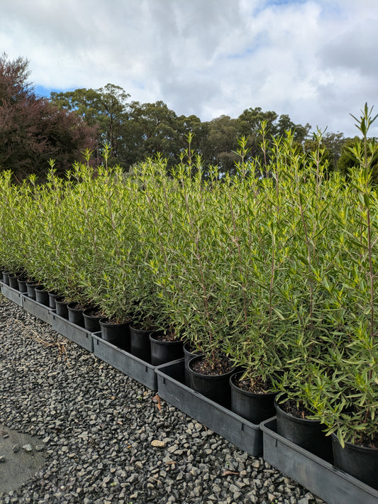 Westringia purpurea