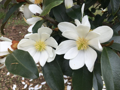 Magnolia White Pearl