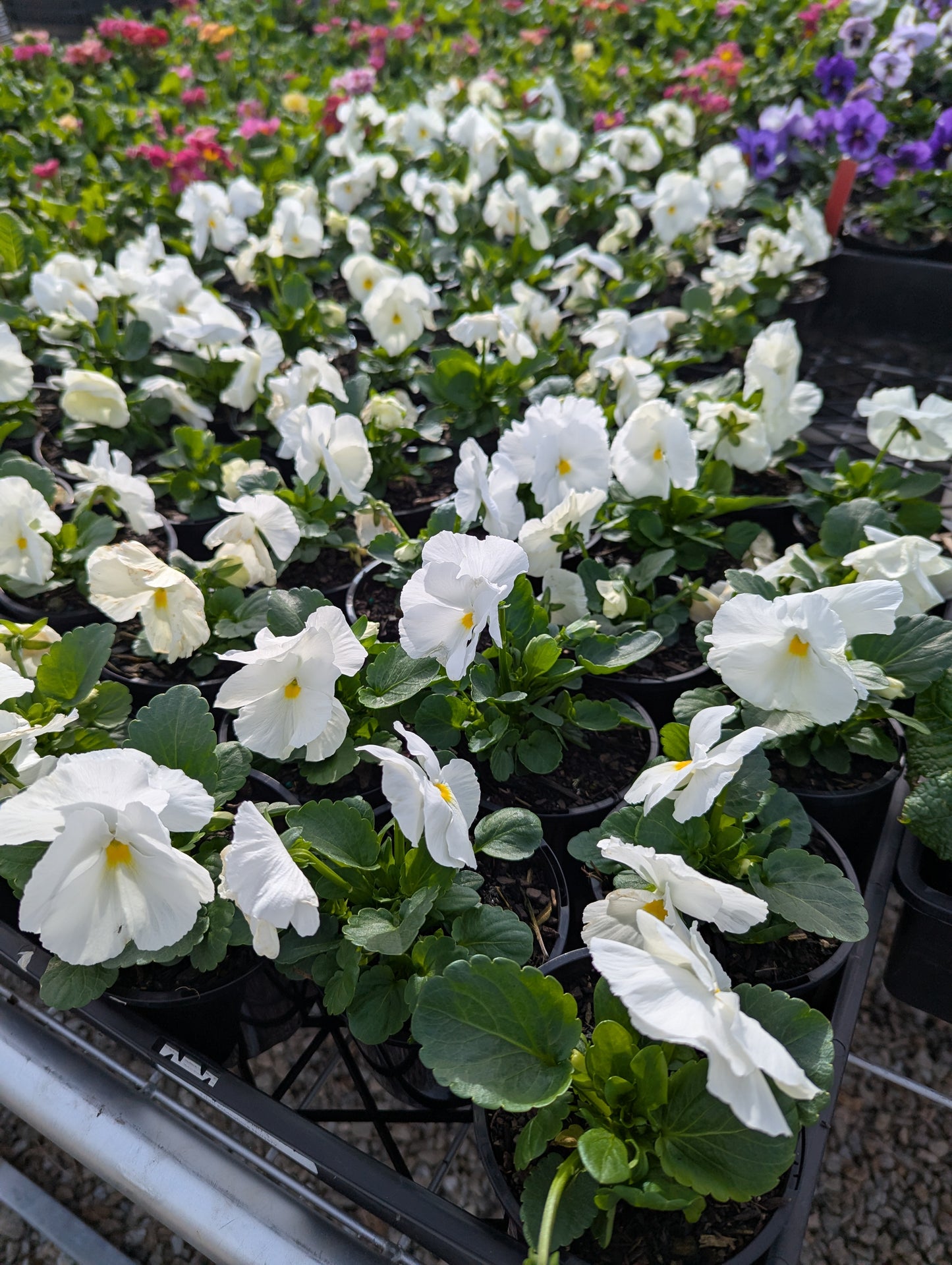 Pansy spp. White