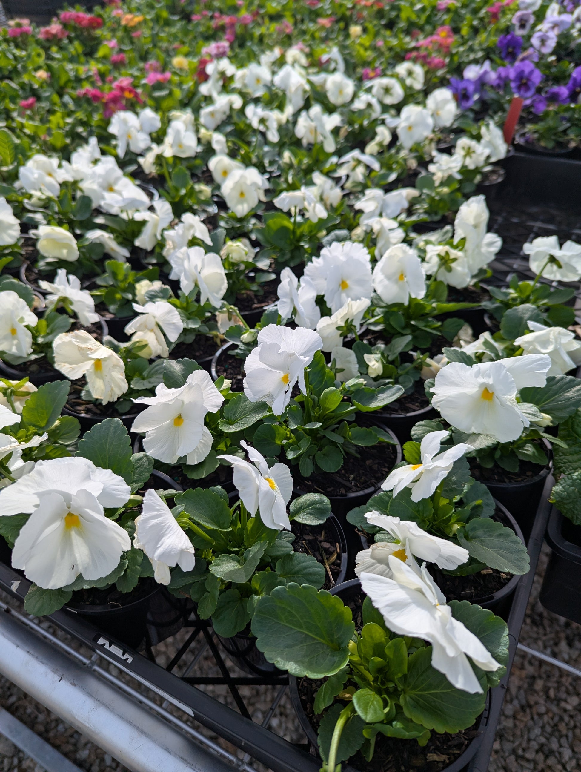 the plant broker