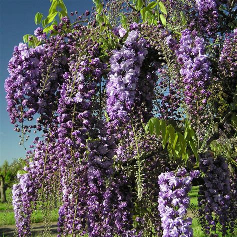 Wisteria floribunda