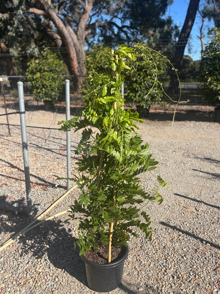 the plant broker