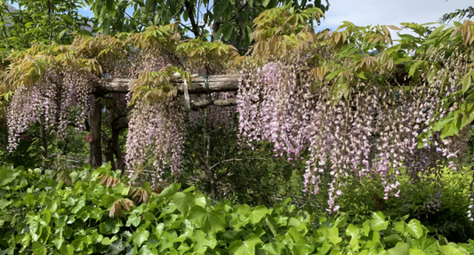 Wisteria floribunda Beni Fuji