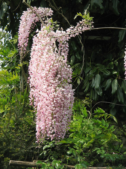 Wisteria floribunda Rosea