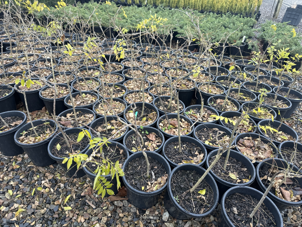Wisteria sinensis