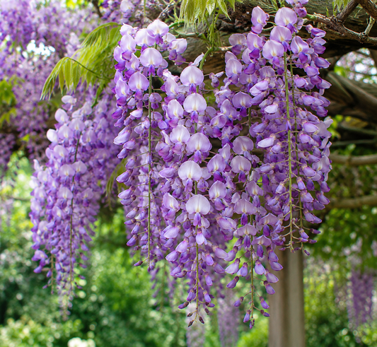 Wisteria sinensis Caroline
