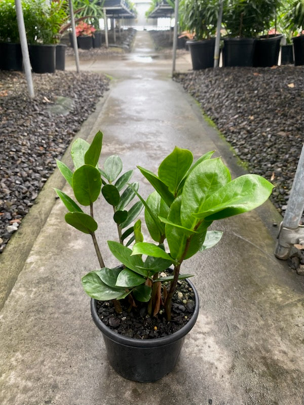 the plant broker