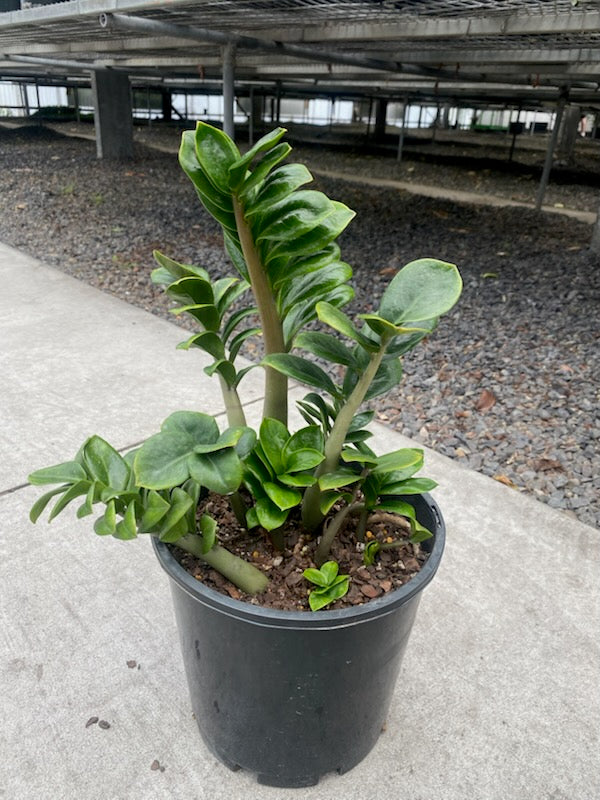 the plant broker