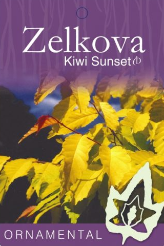 Zelkova serrata Kiwi Sunset