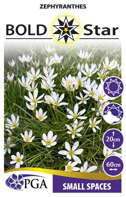 Zephyranthes ‘Bold Star’