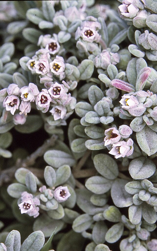 Zieria littoralis