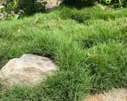 Zoysia hybrid 'Zen Grass' pbr