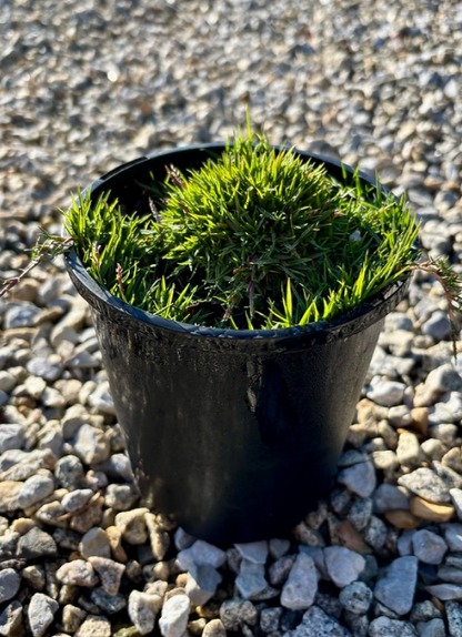 Zoysia hybrid 'Zen Grass' pbr