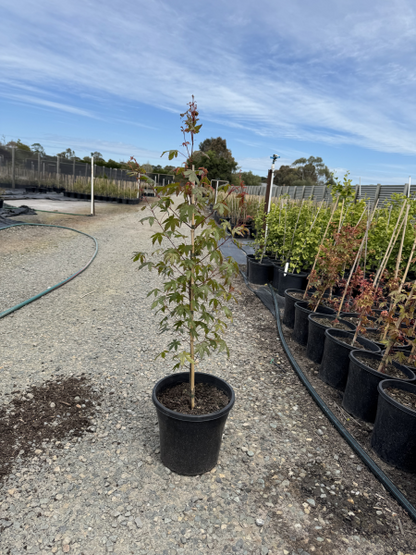 Acer palmatum