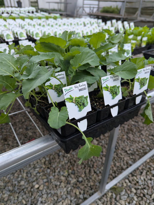Broccoli - Baby Bunching