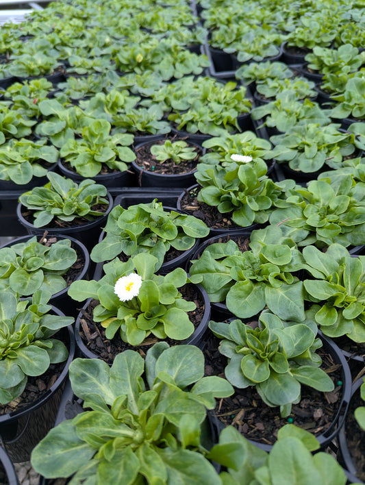 Bellis perennis
