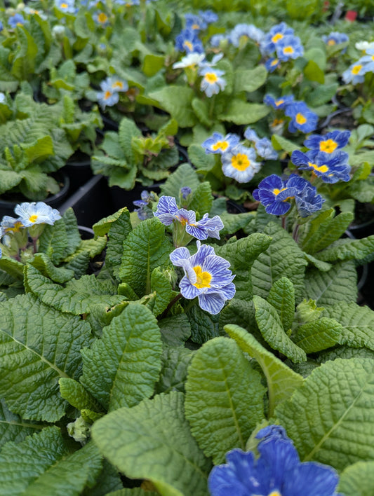 Primula acaulis Blue Stripe