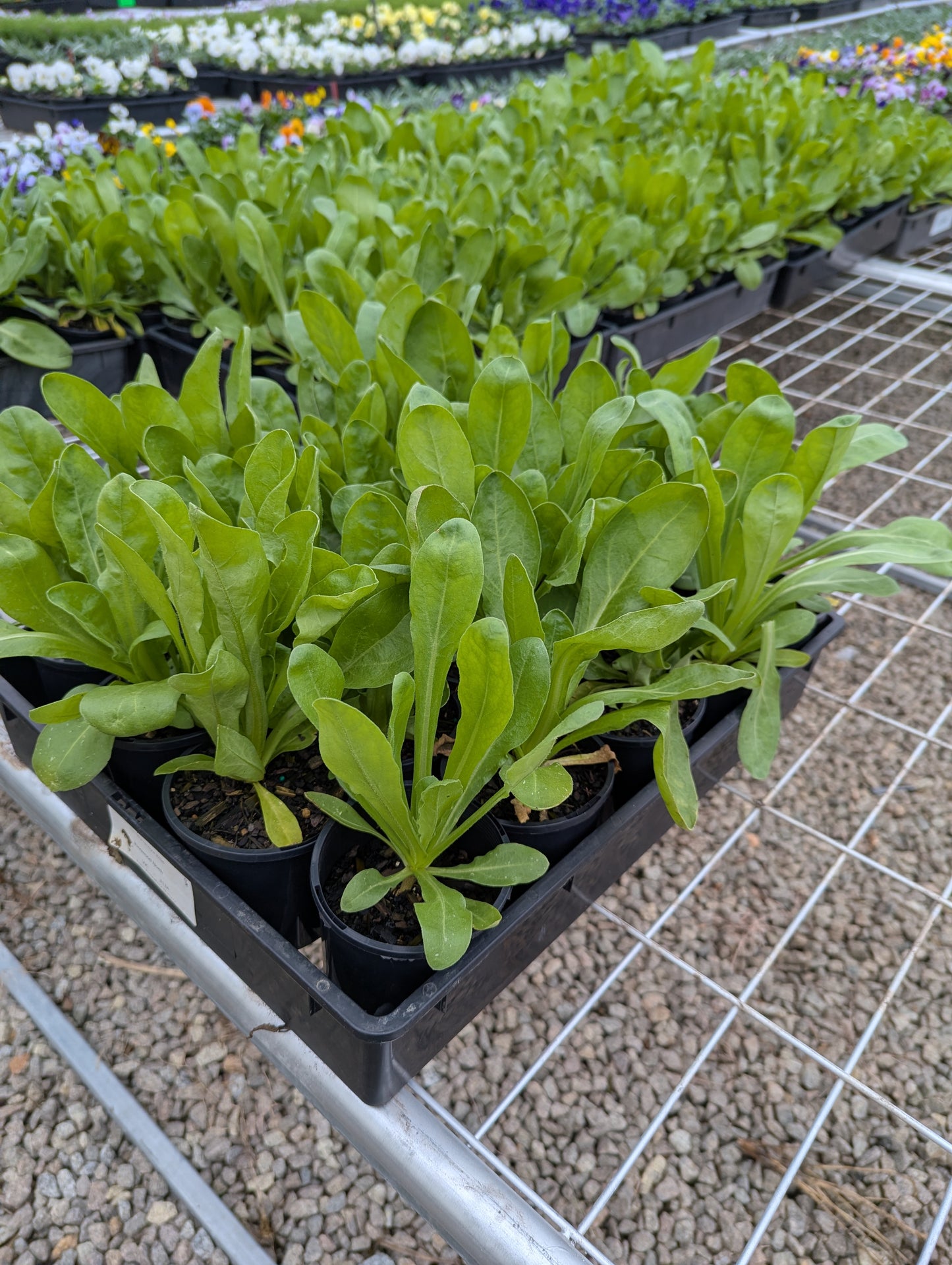 Calendula officinalis Bon Bon Mix
