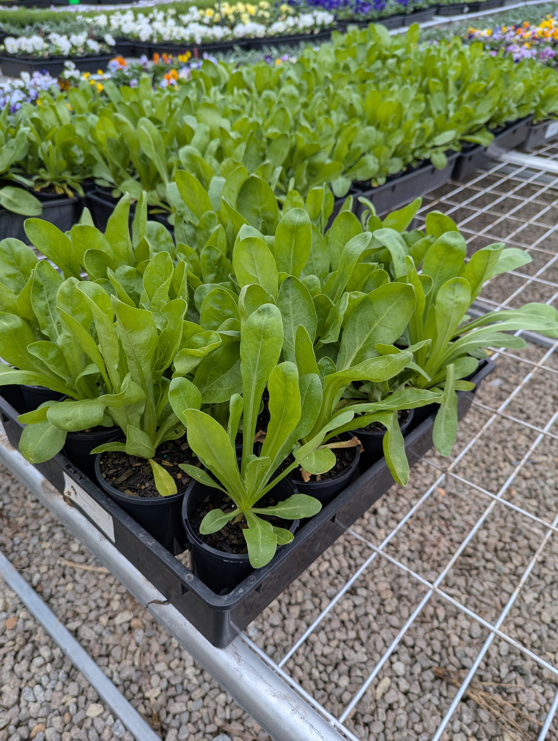 the plant broker