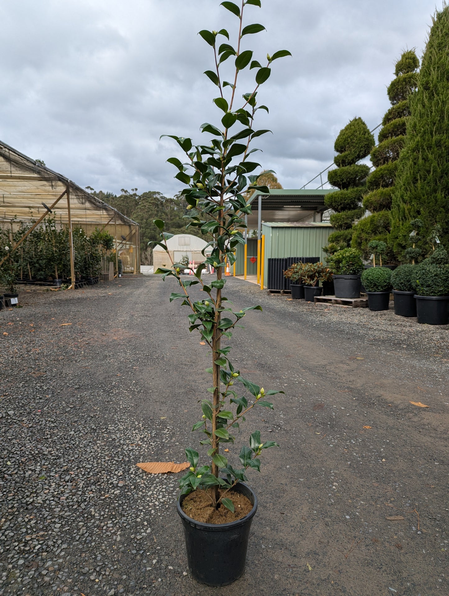 Camellia japonica 'Brushfields Yellow'
