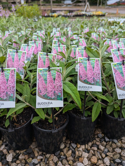 Buddleja davidii Pink Delight