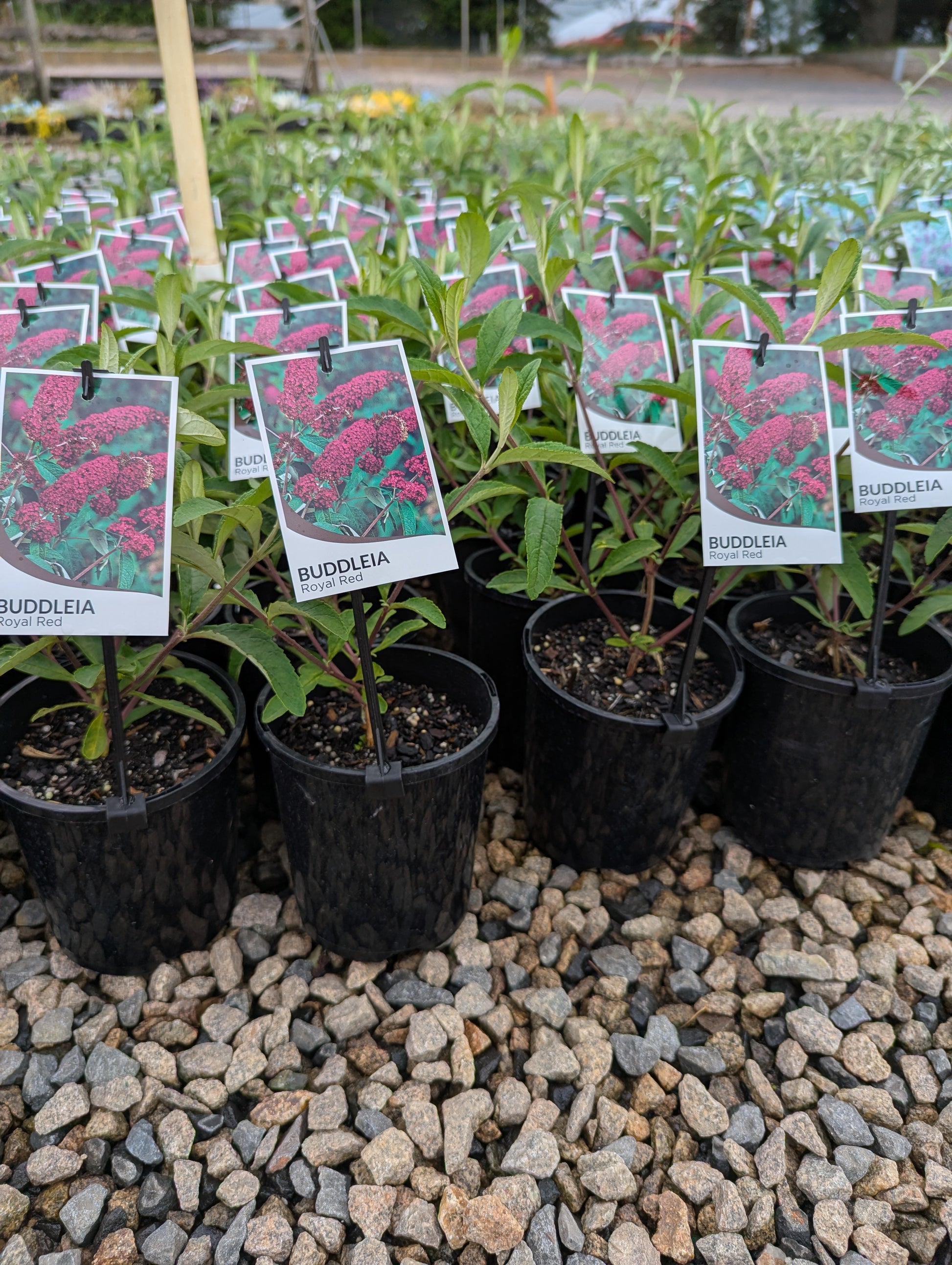 the plant broker