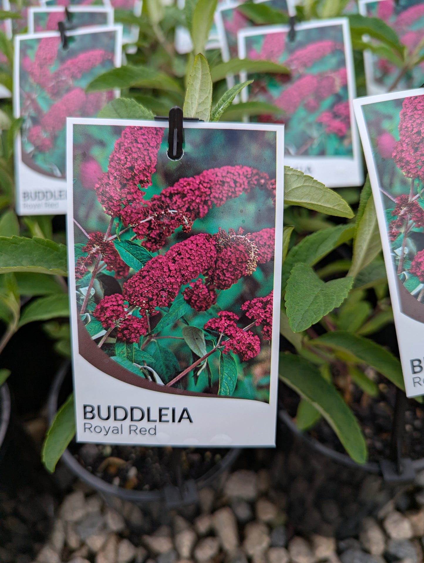Buddleja davidii Royal Red