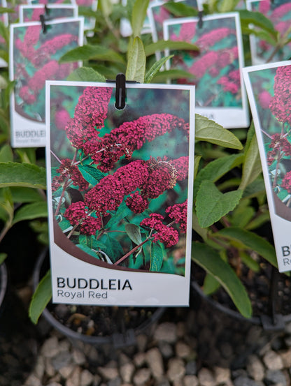 Buddleja davidii Royal Red
