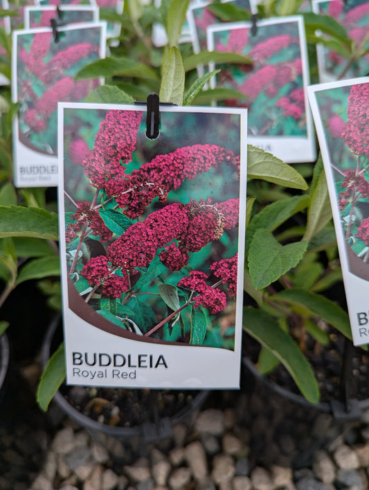 Buddleja davidii Royal Red