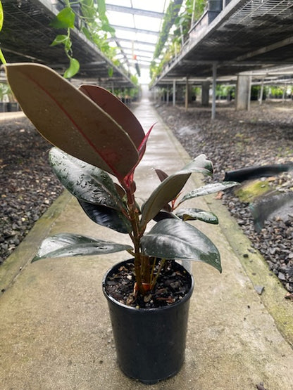 Ficus elastica 'Burgundy'